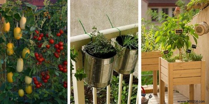 How to successfully make your vegetable garden on the balcony? 