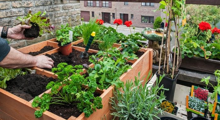 How to successfully make your vegetable garden on the balcony? 
