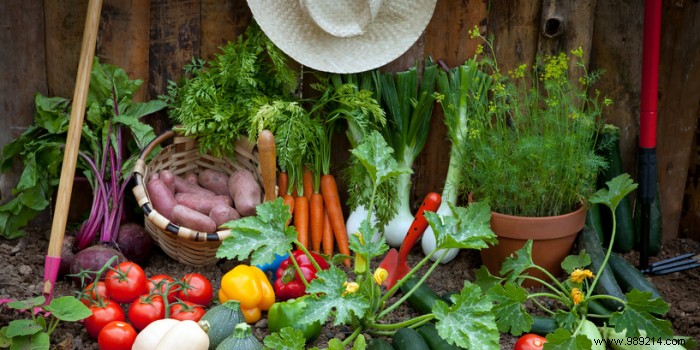 How to go organic in your own vegetable garden? 