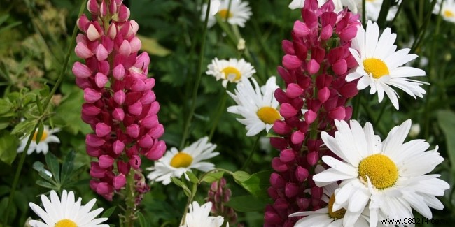 Flowering plants to adopt in your garden 