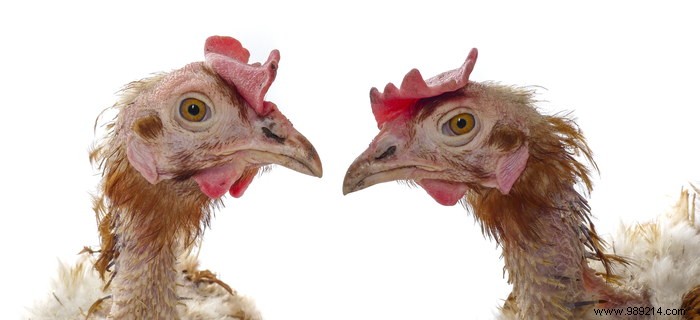 Getting rid of red lice in chickens:effective tips 