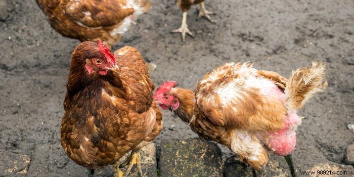 Getting rid of red lice in chickens:effective tips 