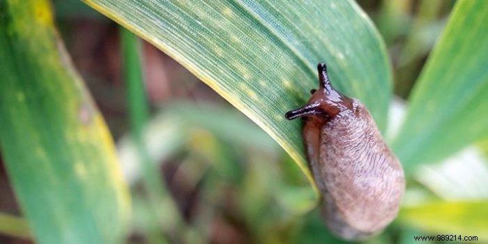 Fighting slugs and snails in your garden 