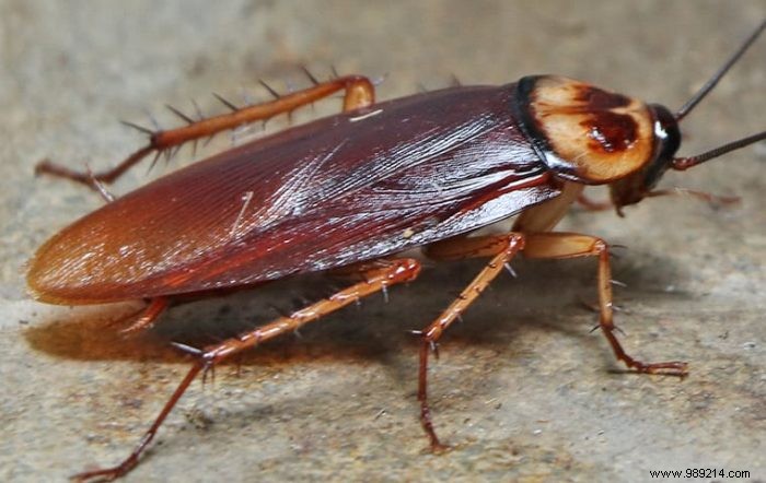 How to get rid of garden cockroaches? 