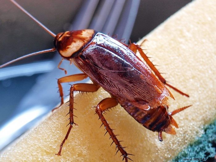 How to get rid of garden cockroaches? 