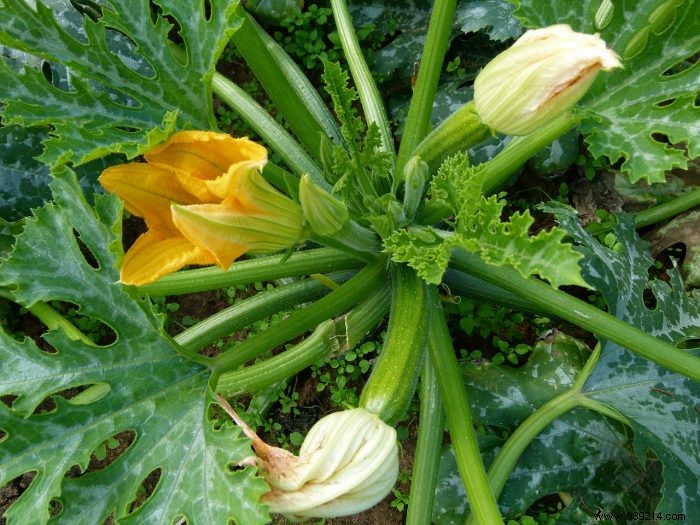 Vegetable garden:courgettes are popular! 