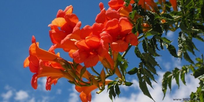 Pergola climbing plant:8 great ideas 