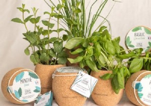 How to grow aromatic plants at home? 