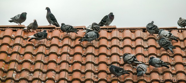 How to scare away pigeons from your balcony or roof? 