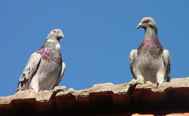 How to scare away pigeons from your balcony or roof? 