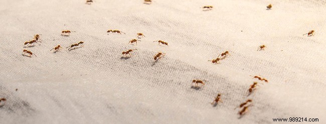 Ants, mosquitoes, flies:how to fight at home? 
