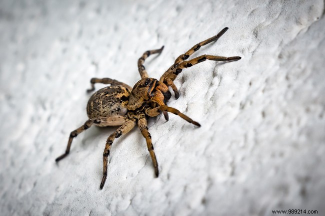 Spiders:tips and tricks to fight against 