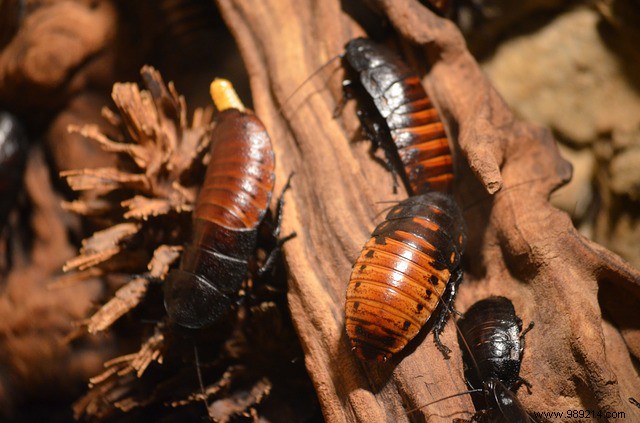 Cockroaches:why do they invest in a house? How to eradicate them? 