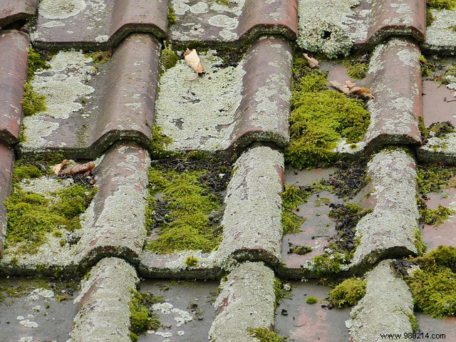 Moss on a roof:how to get rid of it? 