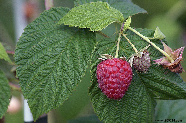 Everything you need to know about growing raspberries 