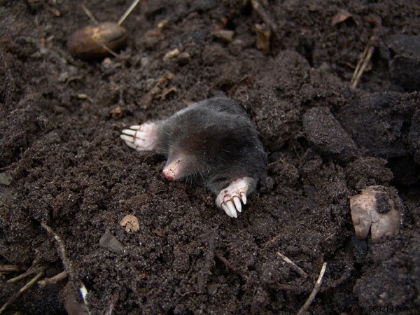 5 natural tips and tricks to drive away moles from the garden 