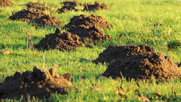 5 natural tips and tricks to drive away moles from the garden 