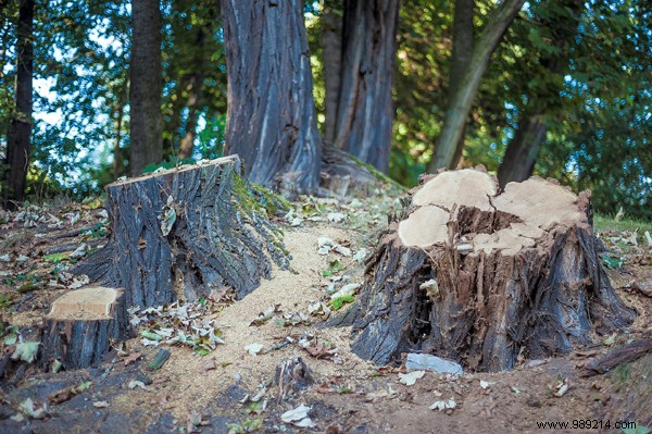 3 tips for destroying a stump without chemicals 