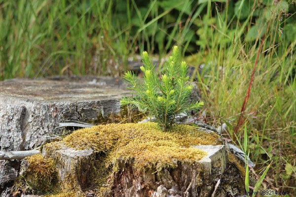 3 tips for destroying a stump without chemicals 