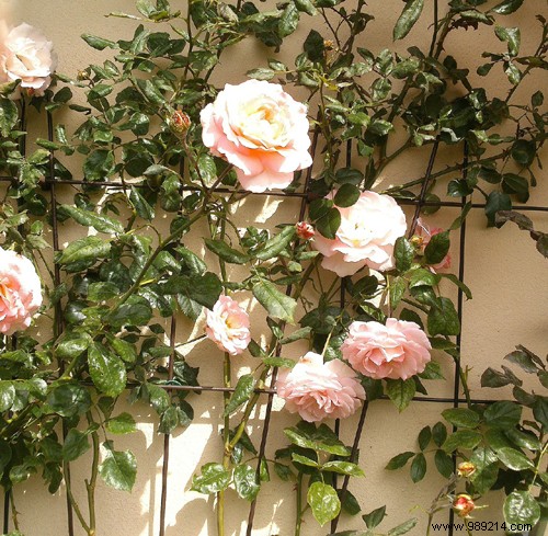 The essentials to know when planting roses in the garden 