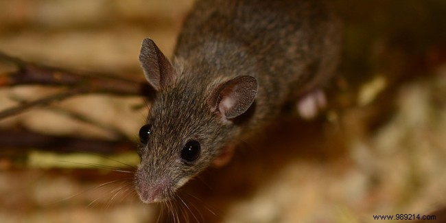Invasion of rodents in the house:how to scare them away? 