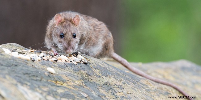 Rats in Paris:how to overcome them? 