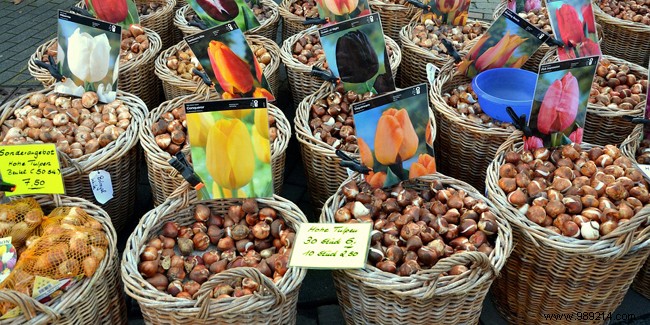 Which bulbs to plant in the fall for spring flowering? 