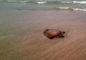 What to do if you get stung by a jellyfish? 