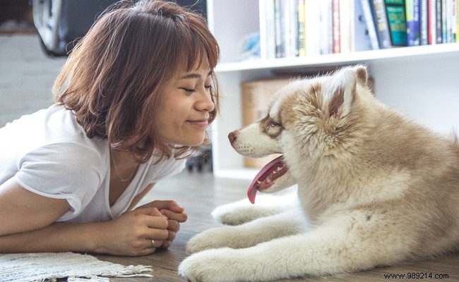 3 diseases that dogs can transmit to humans 