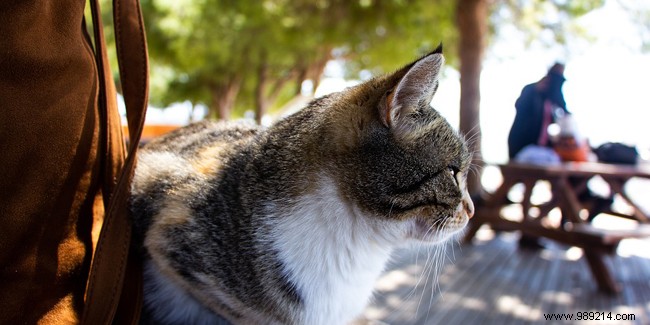 How to travel with your cat abroad? 