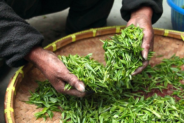 10 reasons to drink green tea for health 