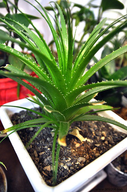 The therapeutic and cosmetic virtues of aloe vera 