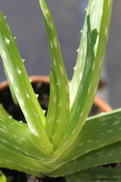 The therapeutic and cosmetic virtues of aloe vera 