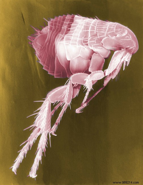 Flea bites:symptoms, risks, treatments 