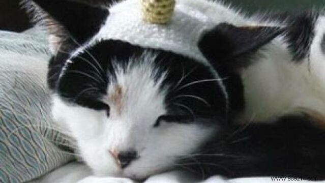 Discover crochet hats for dogs and cats 