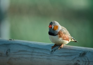 They planted  memories  in the brains of birds to teach them to sing 