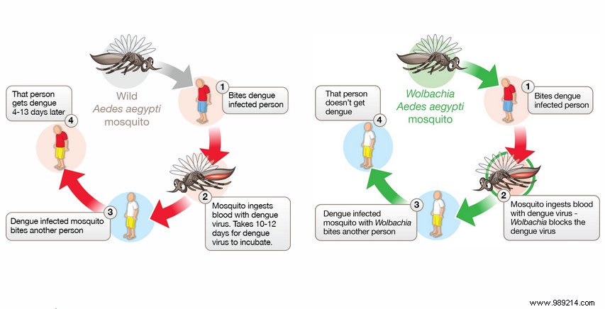 In Brazil, we are testing a bacterium to fight against dengue fever! 