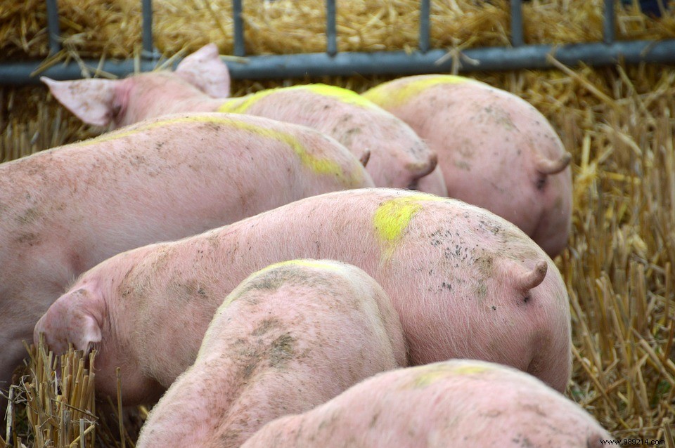 Swine fever:drones contaminate farms in China! 