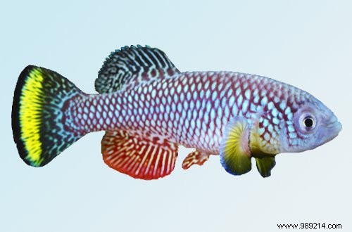 An African fish could be the key to stopping aging in humans! 