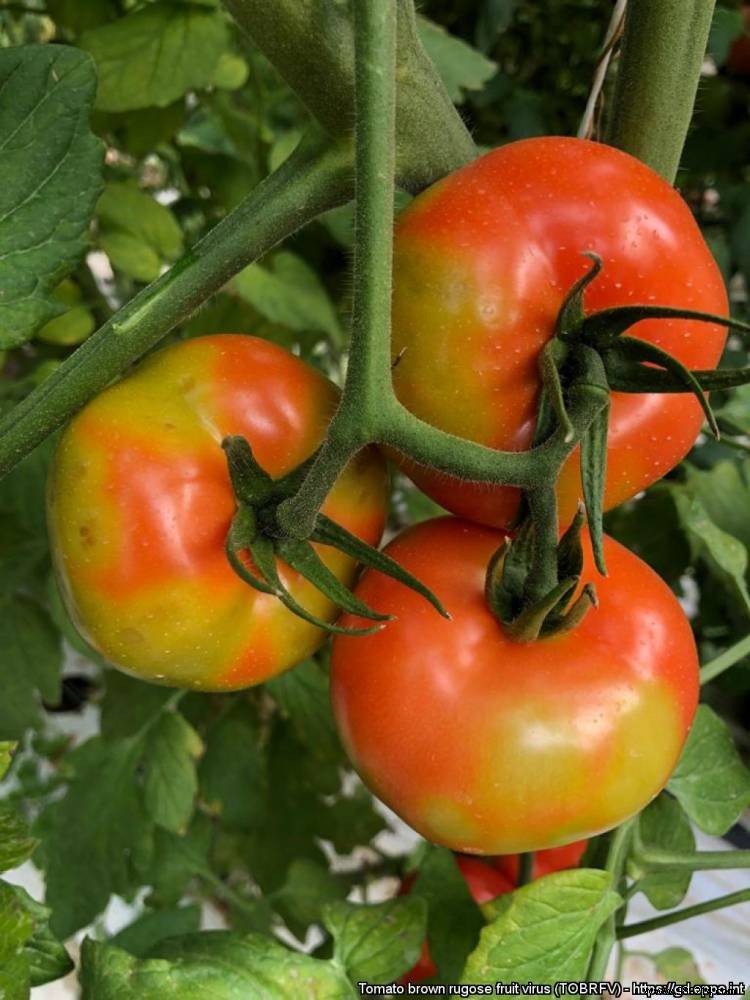 A first case of tomato virus confirmed in France 
