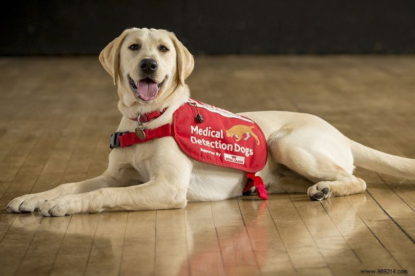 Dogs are currently being trained to detect Covid-19 