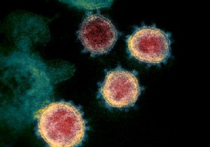 Llama Antibodies: A Promising Breakthrough in COVID-19 Treatment