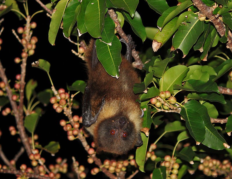 French researchers are studying a new, unknown disease linked to bats 