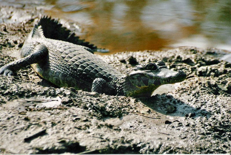 Researchers want to use caiman tears for medical purposes 