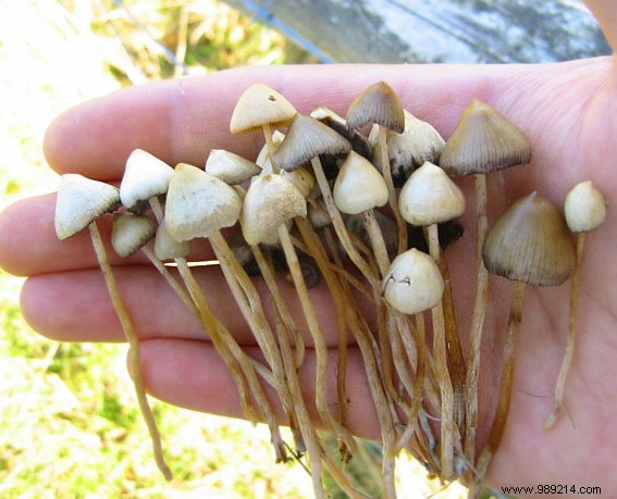 Canada authorizes the use of psilocybin, the mind-altering substance in hallucinogenic mushrooms 