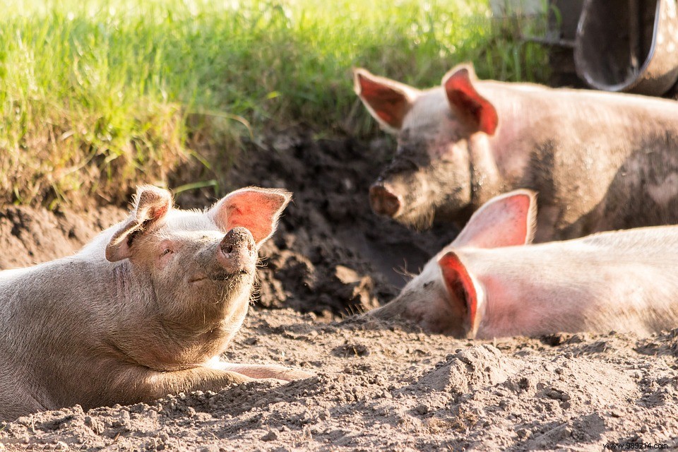 This pig coronavirus could infect humans, study finds 