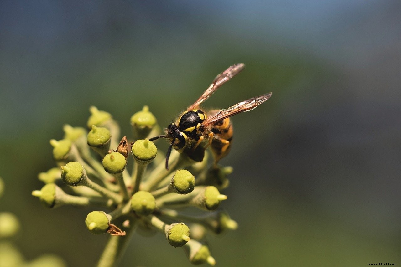 Wasp venom to fight antibiotic resistance? 