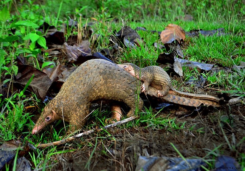 Covid-19:why is the pangolin no longer on the agenda? 