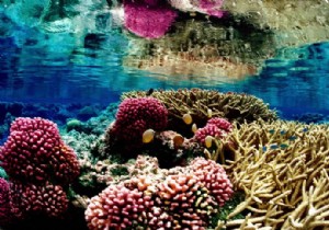 Watching nature documentaries has a positive effect on well-being 