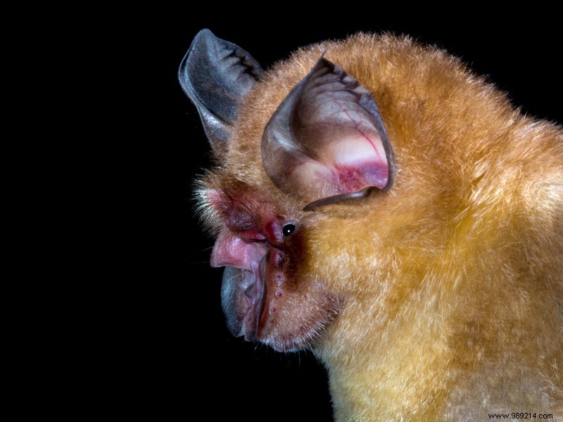 SARS-CoV-2 relative isolated from frozen bats in Cambodia 